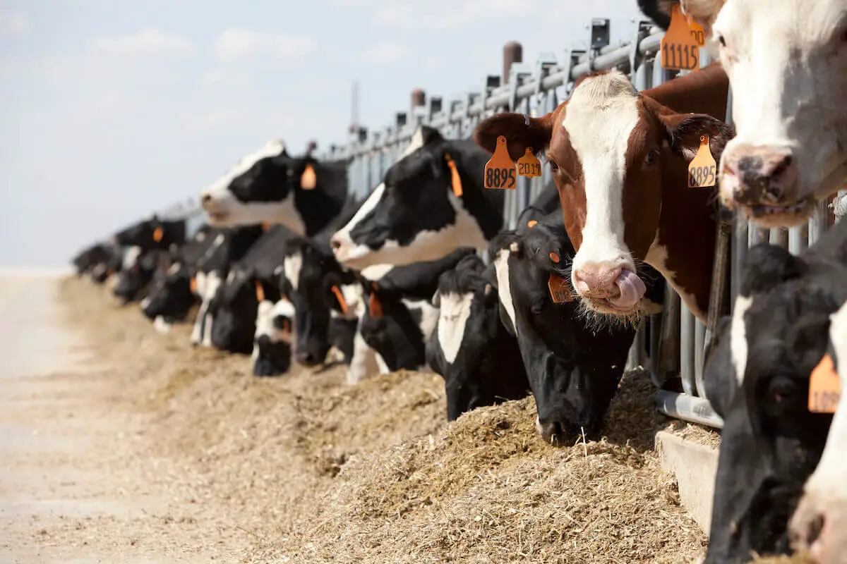 Cows that are black and white and brown and white are lined up outside enjoying a healthy meal prepared by the farmer.