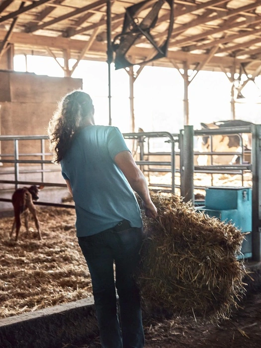 Dairy farmer carrying hay through the barn