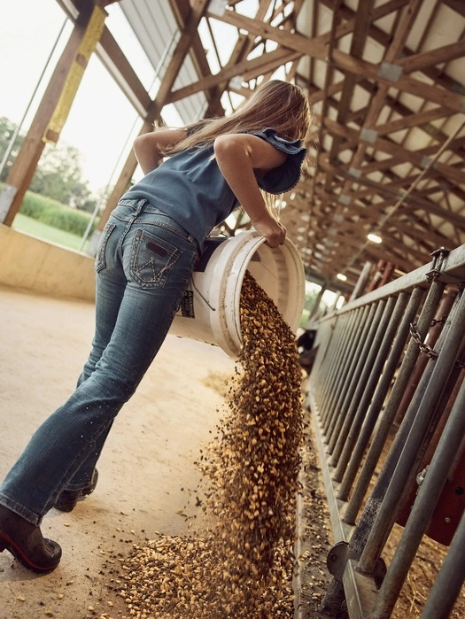 Dairy farmer pouring feed from a bucket beside cows in the barn
