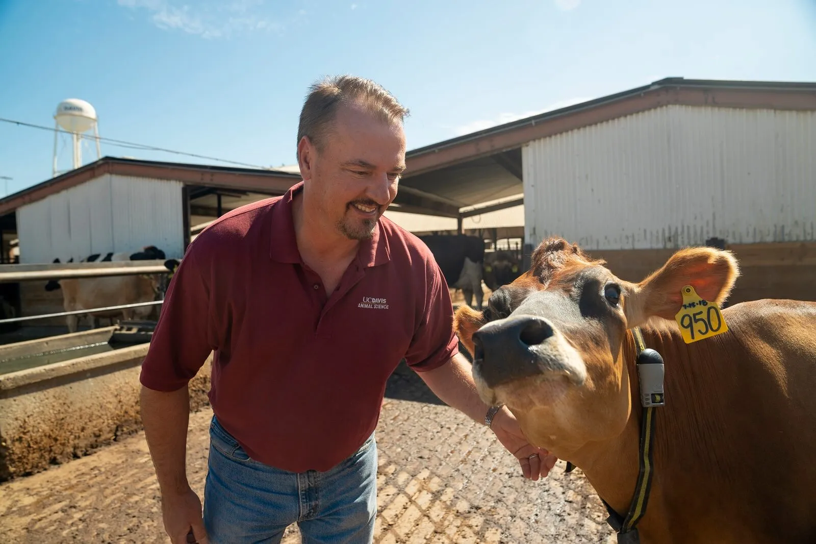 Man petting dairy cow in front of a barn