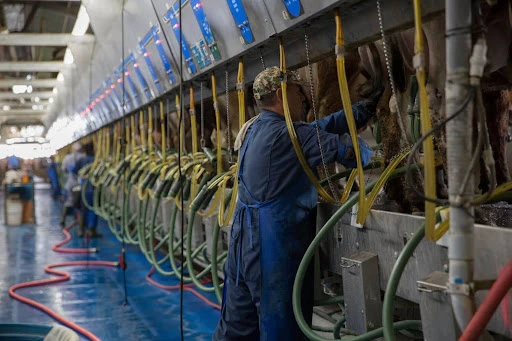 A-dairy-farmer-in-a-milking-parlor-operating-a-milking-machine.jpg A dairy farmer in a milking parlor operating a milking machine.