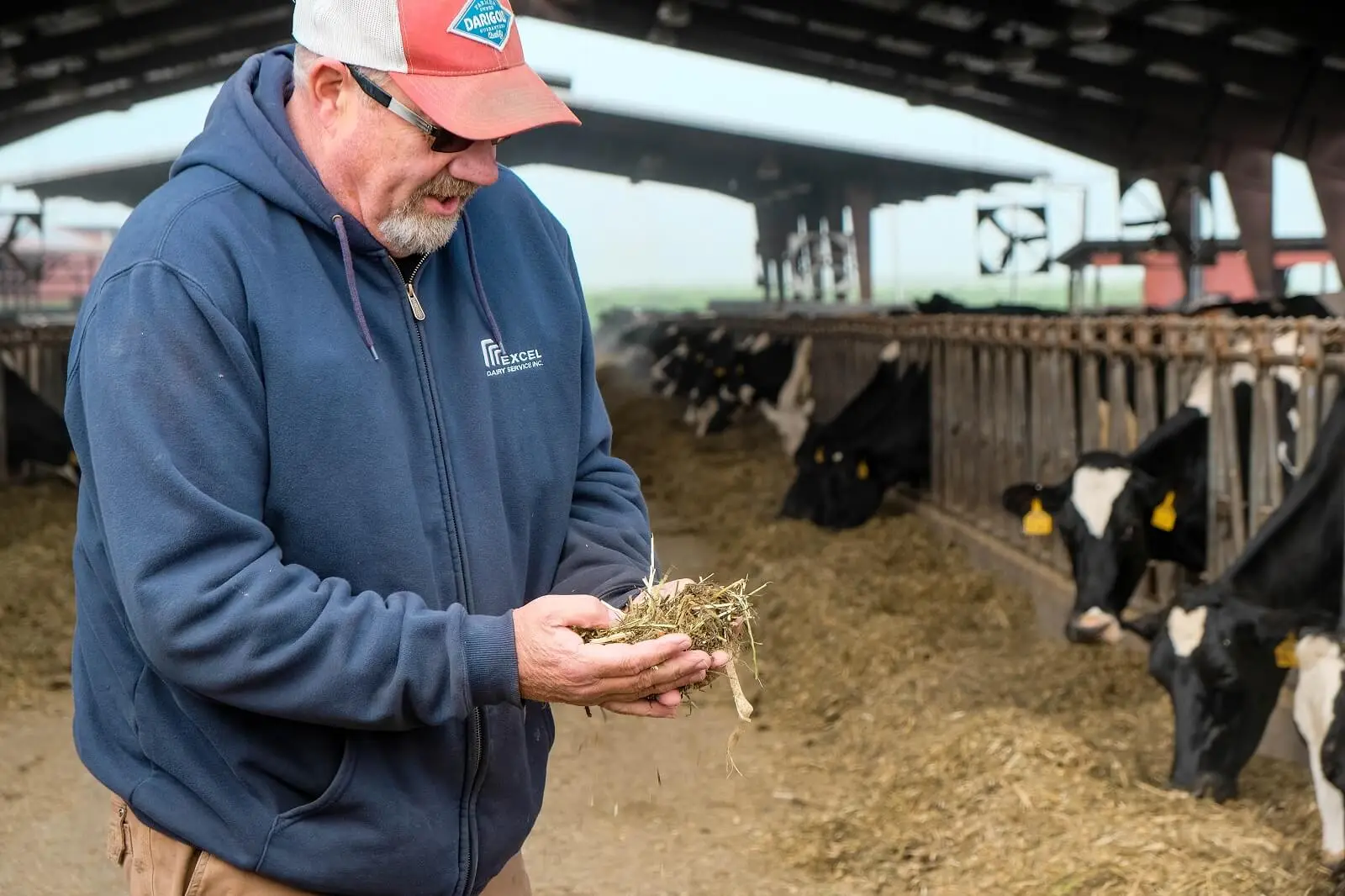 Dairy farmer holding cow feed, while standing in front of cow stalls.